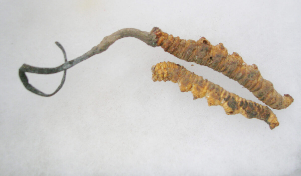 Ophiocordycipitaceae