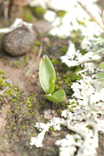 Ophioglossum engelmannii (Limestone adder's-tongue) — photo