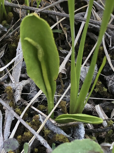 Ophioglossum engelmannii (Limestone adder's-tongue) — photo