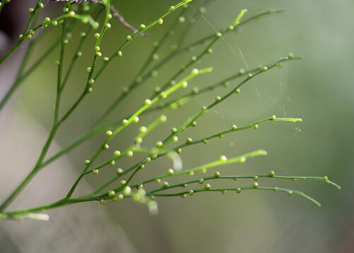 Ophioglossum reticulatum (Adder's tongue fern) — photo