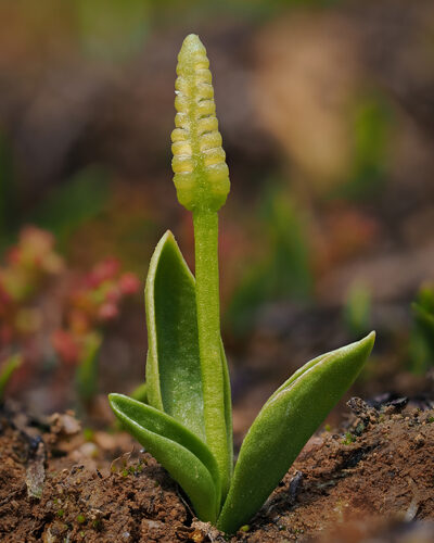 Ophioglossum reticulatum (Adder's tongue fern) — photo