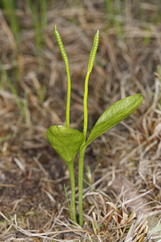 Ophioglossum vulgatum (Adder's Tongue) — photo