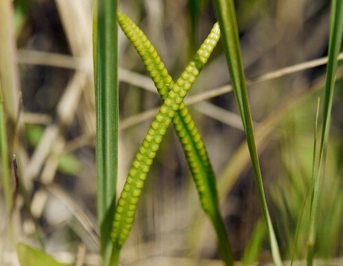 Ophioglossum vulgatum (Adder's Tongue) — photo