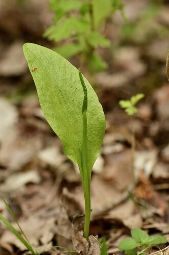Ophioglossum vulgatum
