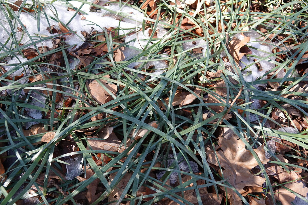 Ophiopogon japonicus - (L.f.)Ker