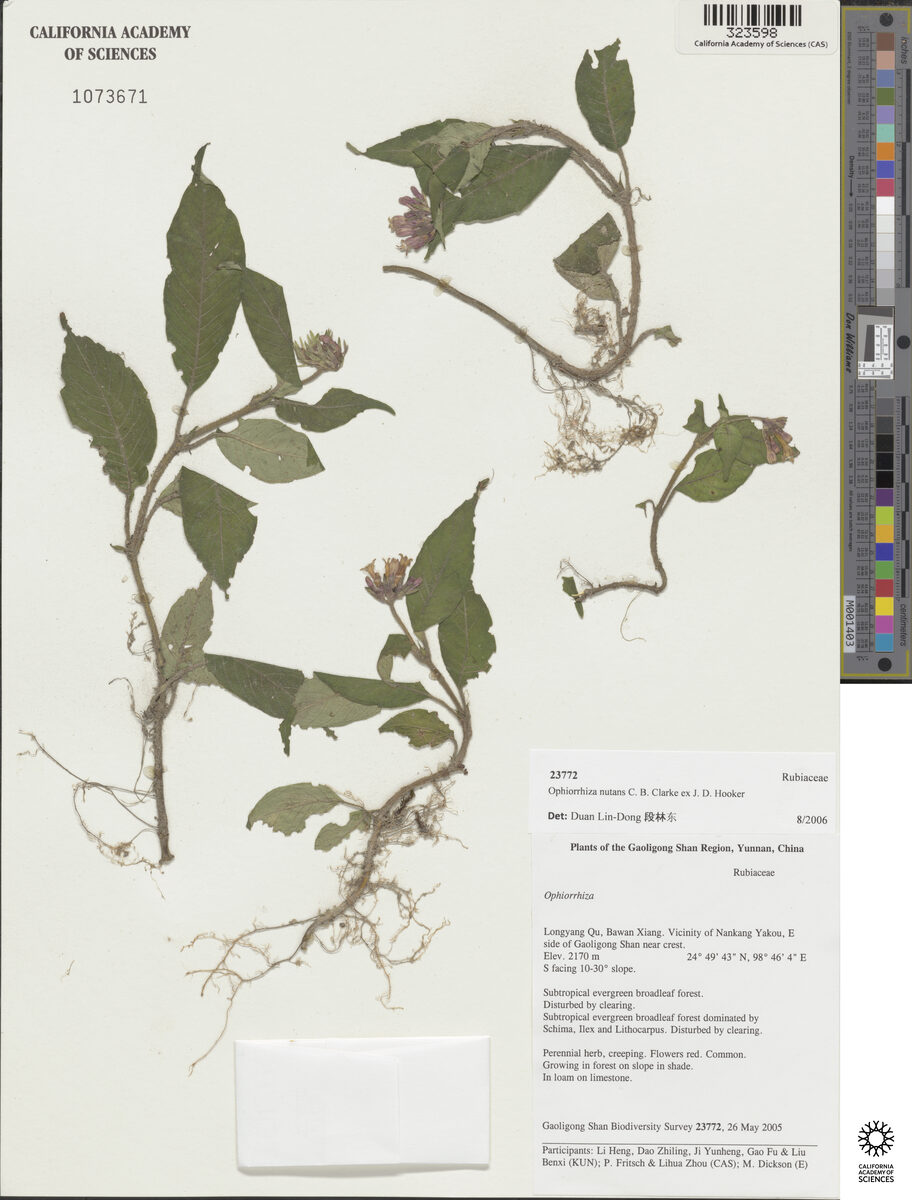 Ophiorrhiza nutans (Joko-ow) — photo