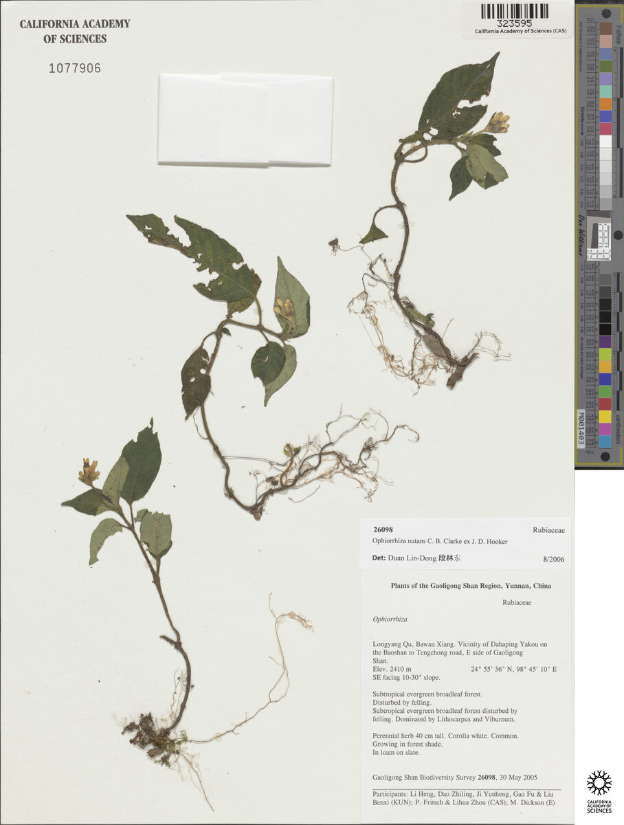 Ophiorrhiza nutans (Joko-ow) — photo