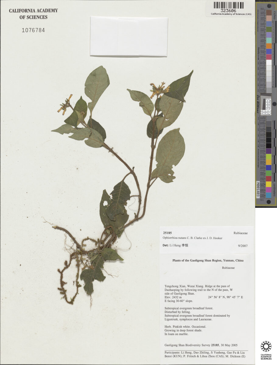 Ophiorrhiza nutans