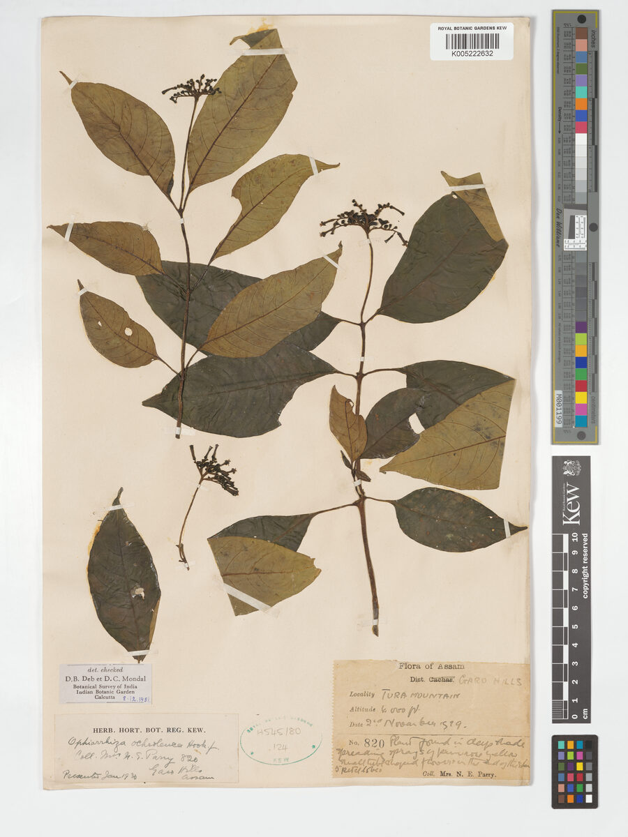Ophiorrhiza ochroleuca — photo