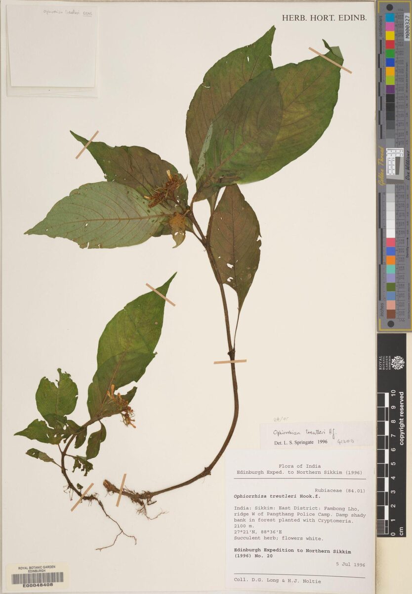 Ophiorrhiza treutleri (Boing) — photo