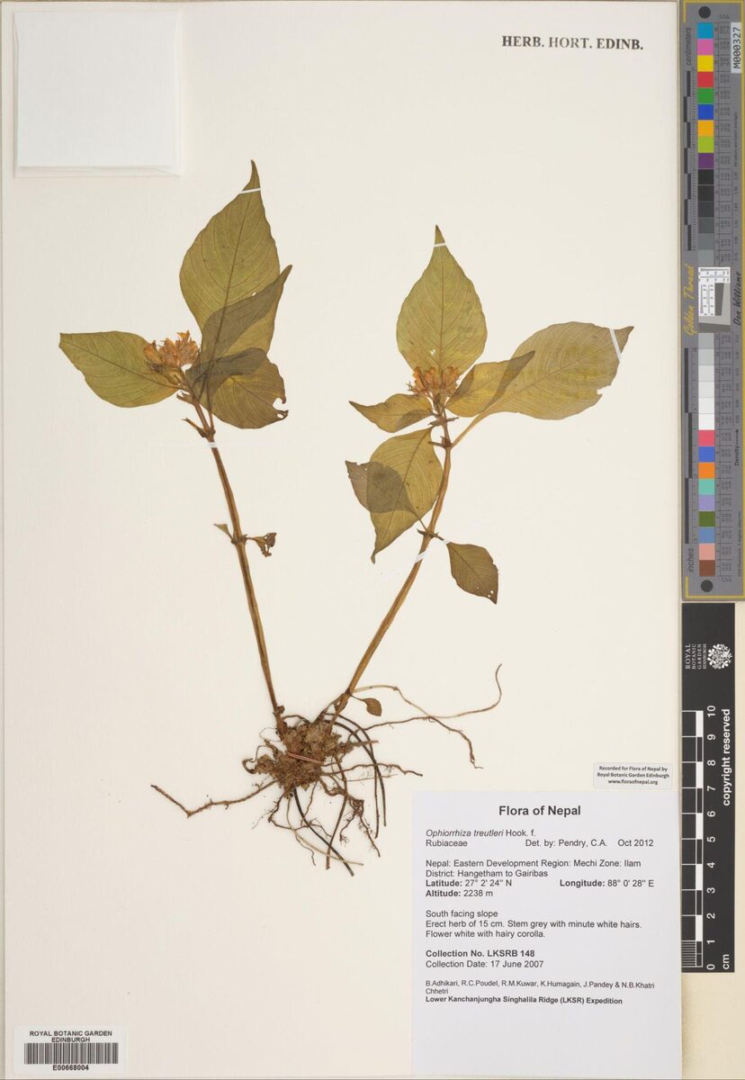 Ophiorrhiza treutleri