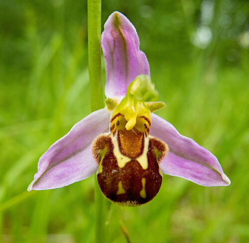 Ophrys apifera (Bee Orchid) — photo
