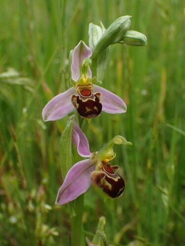 Ophrys apifera (Bee Orchid) — photo