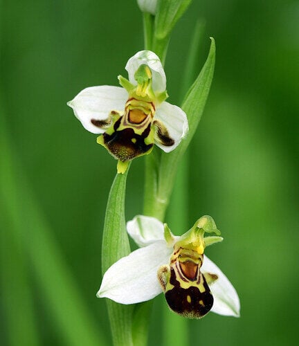 Ophrys apifera
