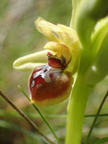 Ophrys araneola — photo