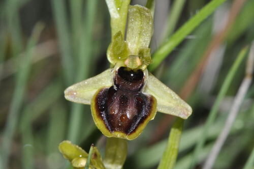 Ophrys araneola — photo