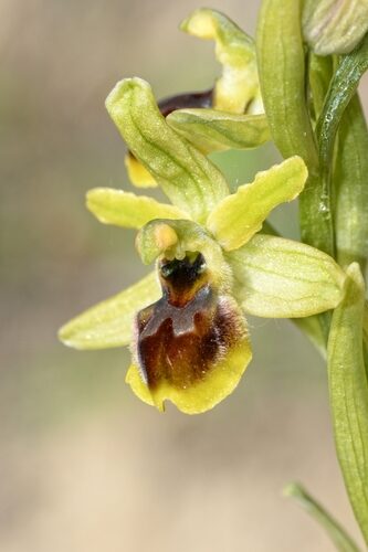 Ophrys araneola
