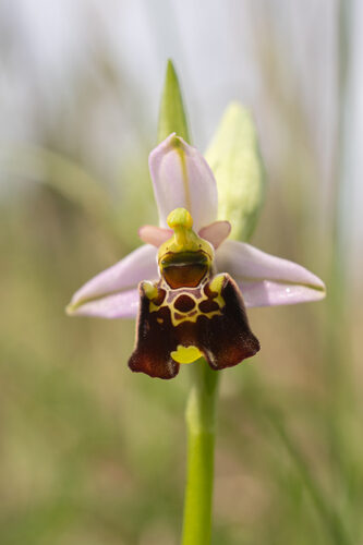 Ophrys argolica (Late spider orchid) — photo