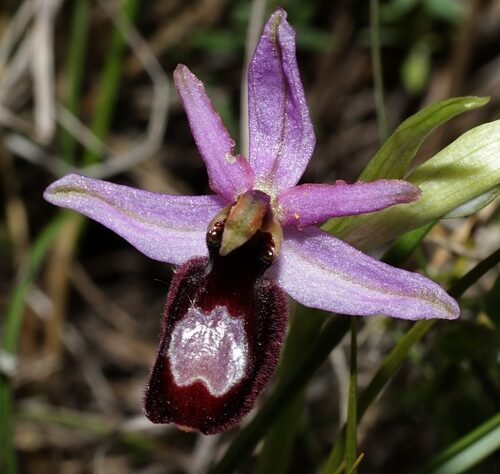 Ophrys bertolonii — photo