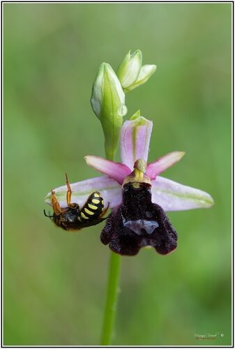 Ophrys bertolonii — photo