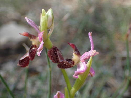 Ophrys bertolonii