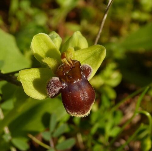Ophrys bombyliflora — photo