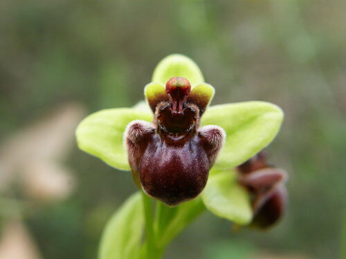 Ophrys bombyliflora — photo