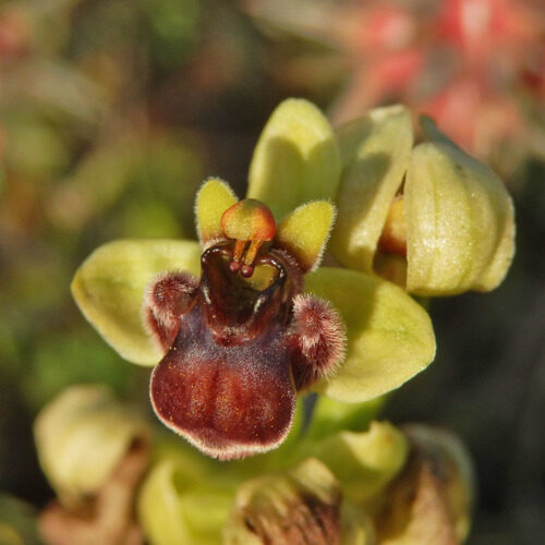 Ophrys bombyliflora