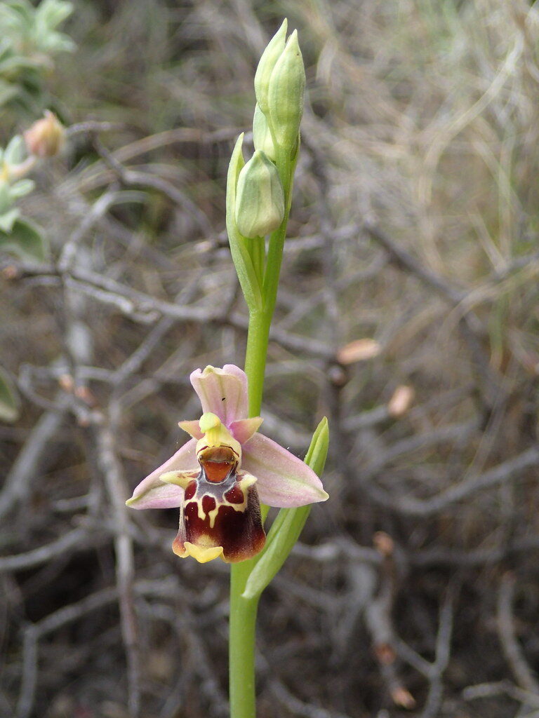 Ophrys holoserica - (Burm.f.)Greuter. (Late Spider Orchid) — photo