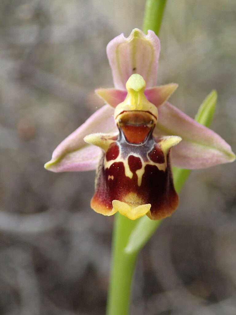 Ophrys holoserica - (Burm.f.)Greuter. (Late Spider Orchid) — photo