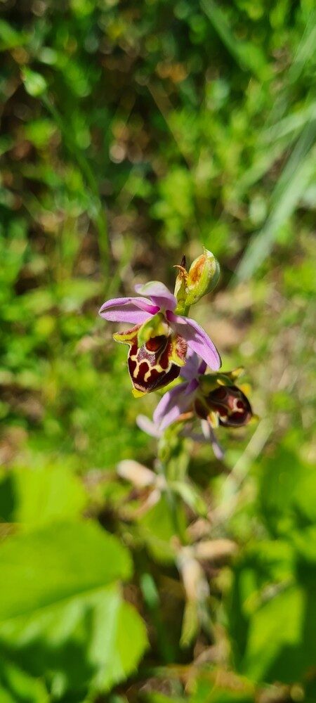 Ophrys holoserica - (Burm.f.)Greuter.