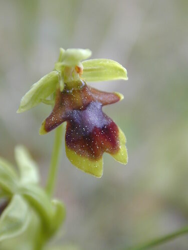 Ophrys insectifera (Fly Orchid) — photo