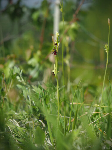 Ophrys insectifera (Fly Orchid) — photo