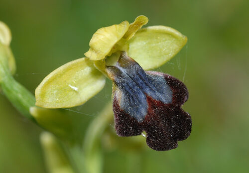 Ophrys iricolor — photo