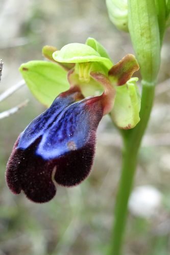 Ophrys iricolor — photo