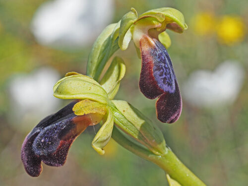 Ophrys iricolor