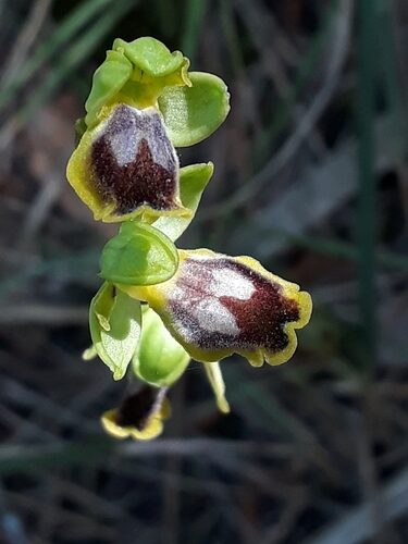 Ophrys lutea (Yellow Bee Orchid) — photo