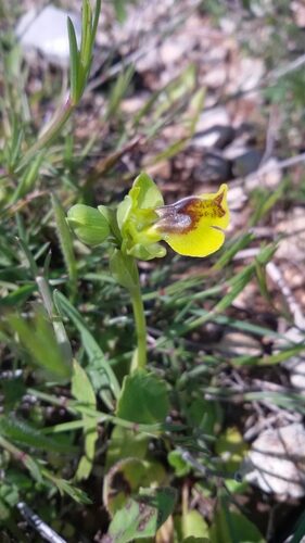 Ophrys lutea (Yellow Bee Orchid) — photo