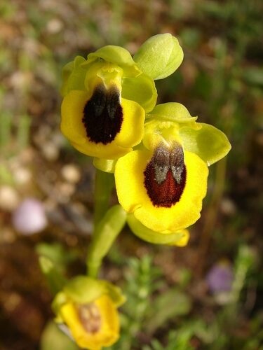 Ophrys lutea