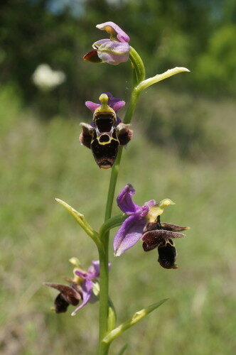 Ophrys scolopax (Woodcock Orchid) — photo
