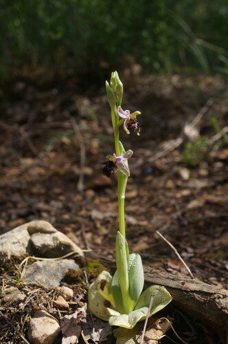 Ophrys scolopax (Woodcock Orchid) — photo