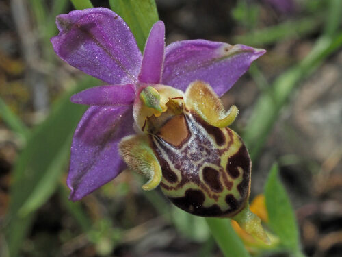 Ophrys scolopax
