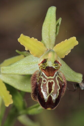 Ophrys sphegodes (Early Spider Orchid) — photo