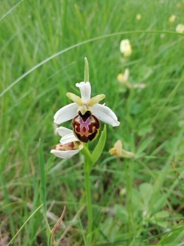 Ophrys sphegodes (Early Spider Orchid) — photo