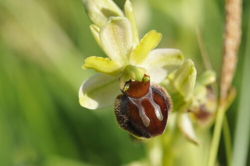 Ophrys sphegodes