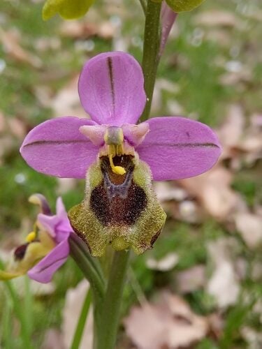 Ophrys tenthredinifera (Sawfly Orchid) — photo