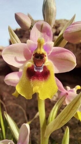 Ophrys tenthredinifera (Sawfly Orchid) — photo