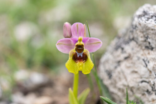 Ophrys tenthredinifera