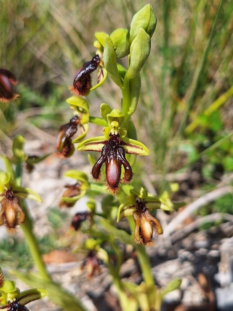 Ophrys vernixia — photo