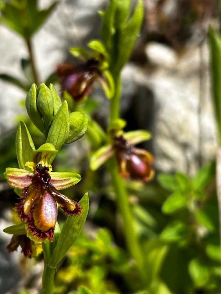 Ophrys vernixia — photo
